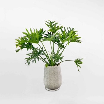 Cây trầu bà thanh xuân